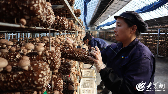 Seven Rivers Biotechnology : Remodeler l'industrie du shiitake avec des usines intelligentes, mener la transformation numérique de l'agriculture 02.jpg 