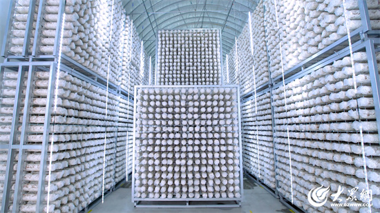 Seven Rivers Biotechnology : Remodeler l'industrie du shiitake avec des usines intelligentes, mener la transformation numérique de l'agriculture 04.jpg 